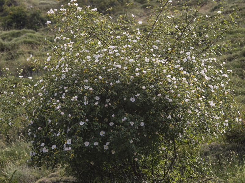 Rosa stylosa.02