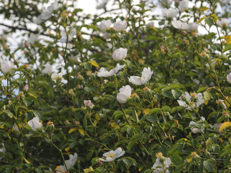 Rosa stylosa.03