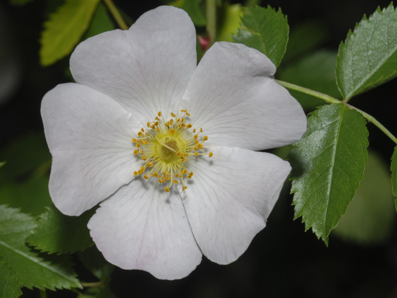 Rosa stylosa.04