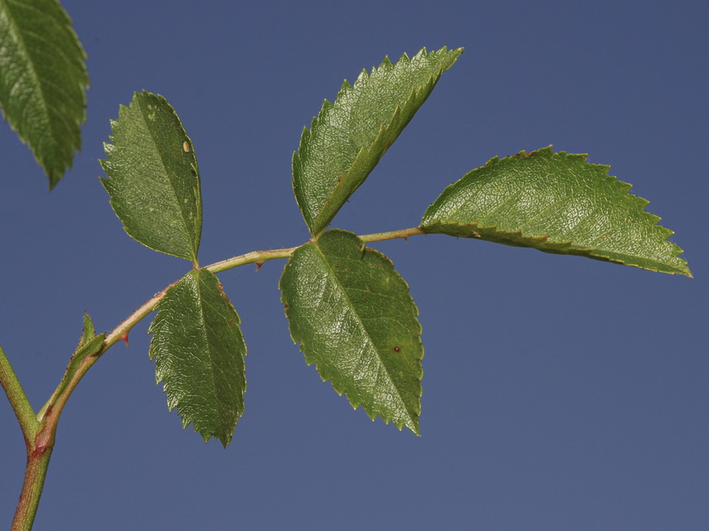 Rosa stylosa.06