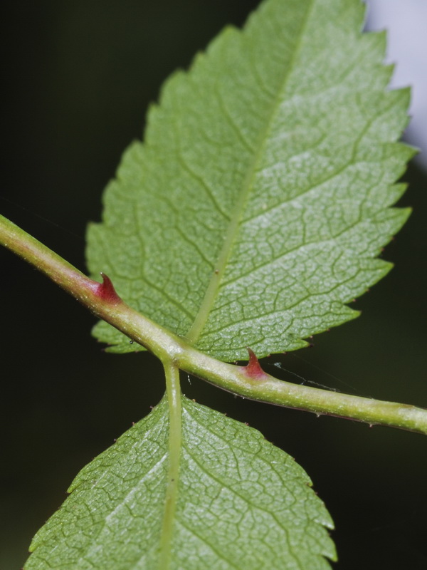 Rosa stylosa.08