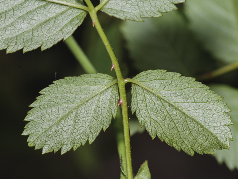 Rosa stylosa.09