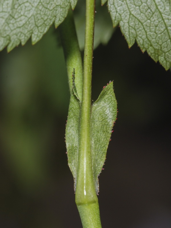 Rosa stylosa.10