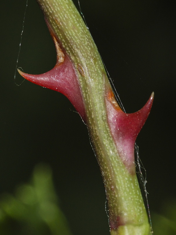 Rosa stylosa.11