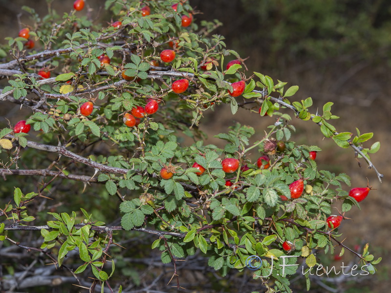 Rosa villosa.01