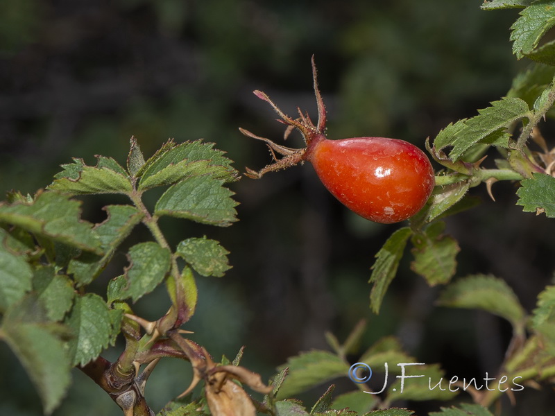 Rosa villosa.03