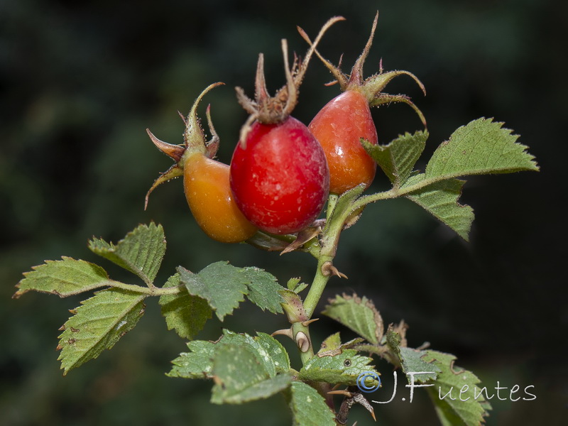 Rosa villosa.04