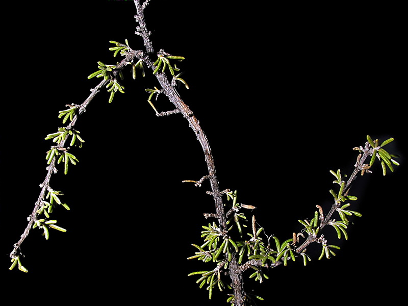 Rosmarinus eriocalix.02