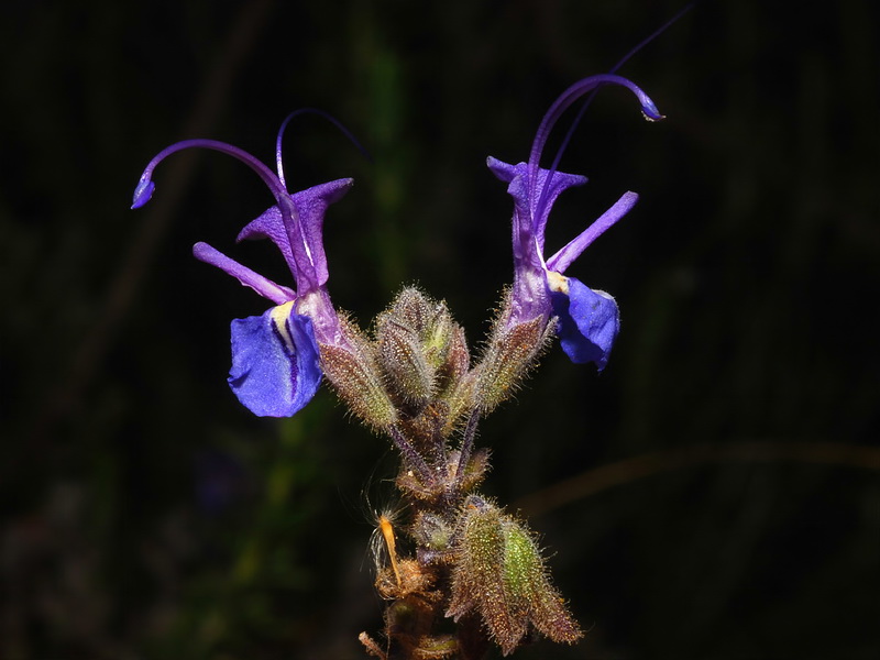 Rosmarinus eriocalix.04