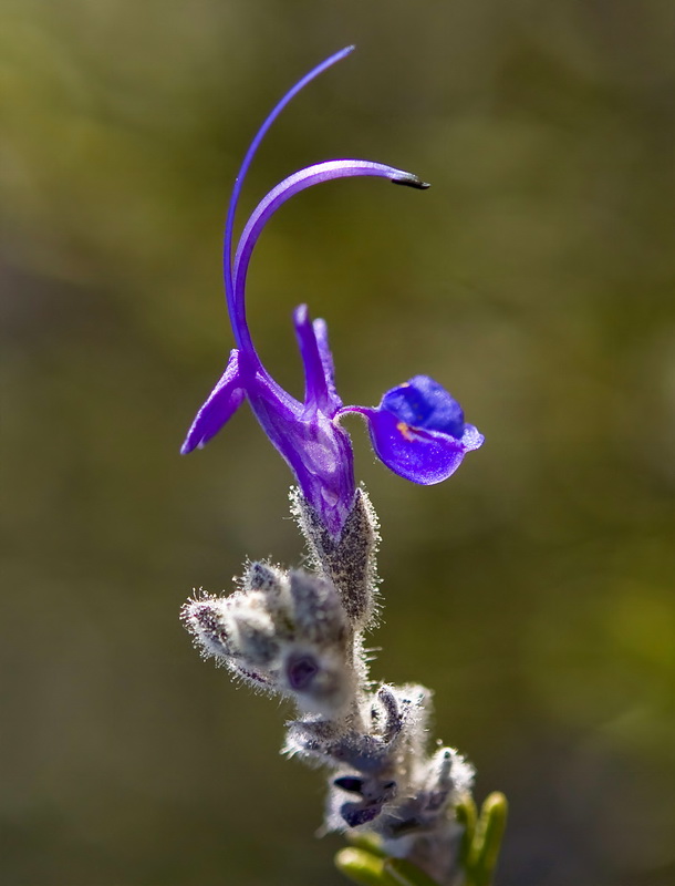 Rosmarinus eriocalix.05