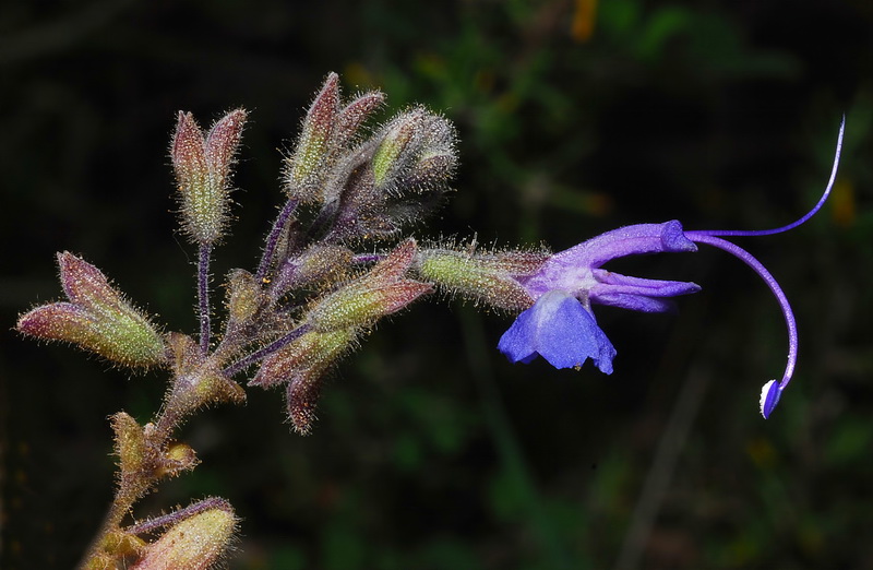 Rosmarinus eriocalix.06