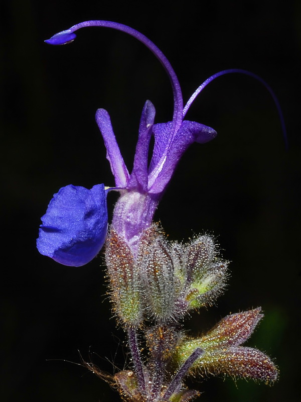Rosmarinus eriocalix.07