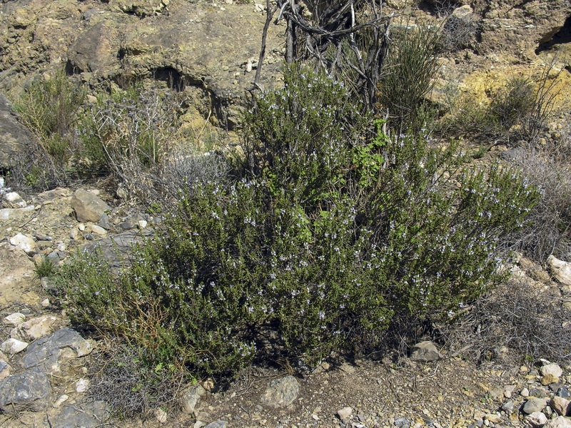 Rosmarinus officinalis officinalis.01