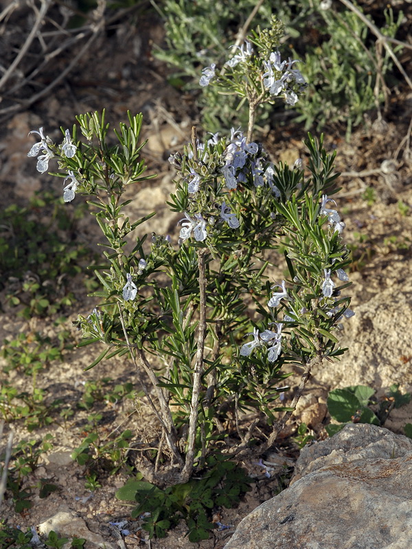 Rosmarinus officinalis officinalis.02