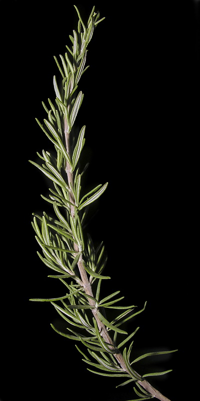 Rosmarinus officinalis officinalis.04