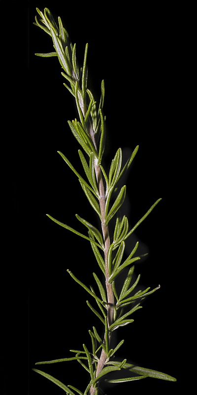 Rosmarinus officinalis officinalis.05