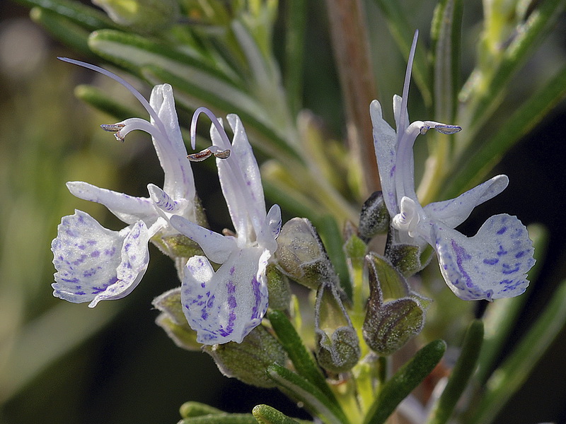 Rosmarinus officinalis officinalis.08