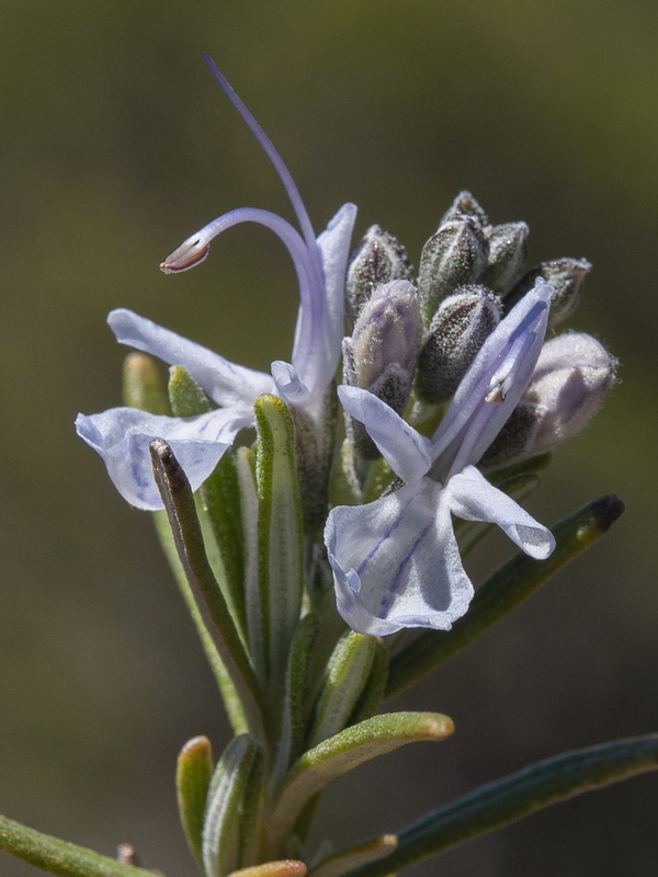 Rosmarinus officinalis officinalis.13