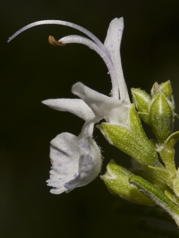 Rosmarinus officinalis officinalis.16