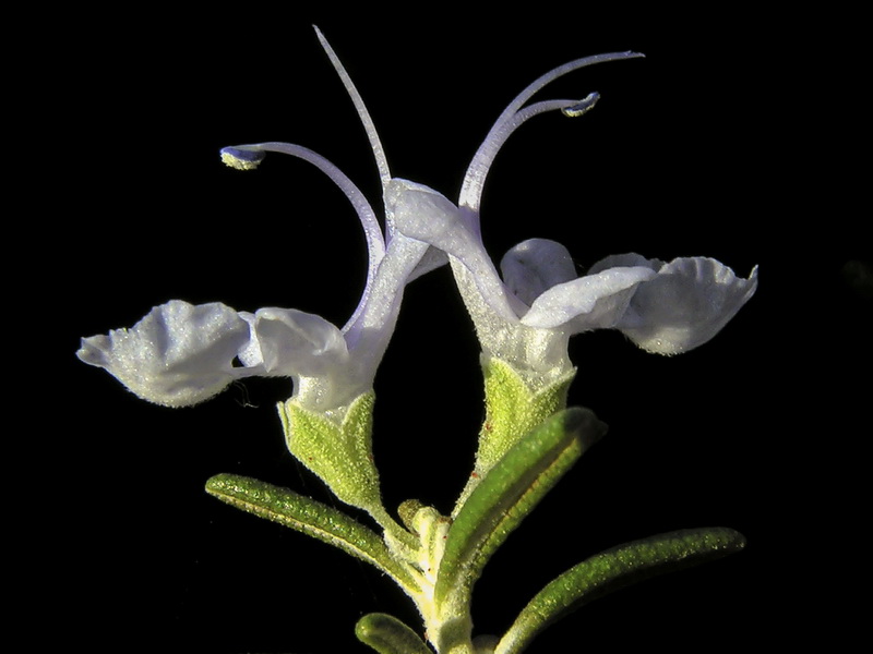 Rosmarinus officinalis officinalis.17