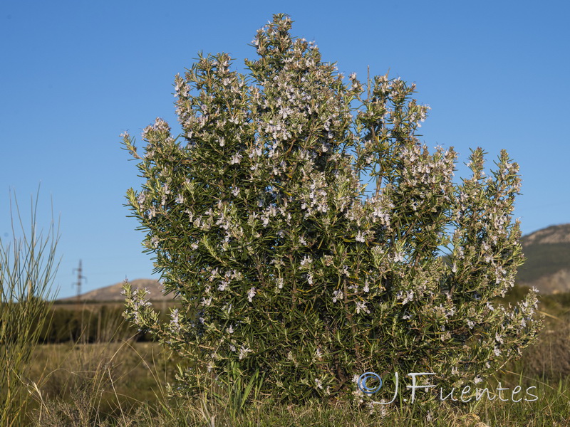 Rosmarinus officinalis officinalis.19