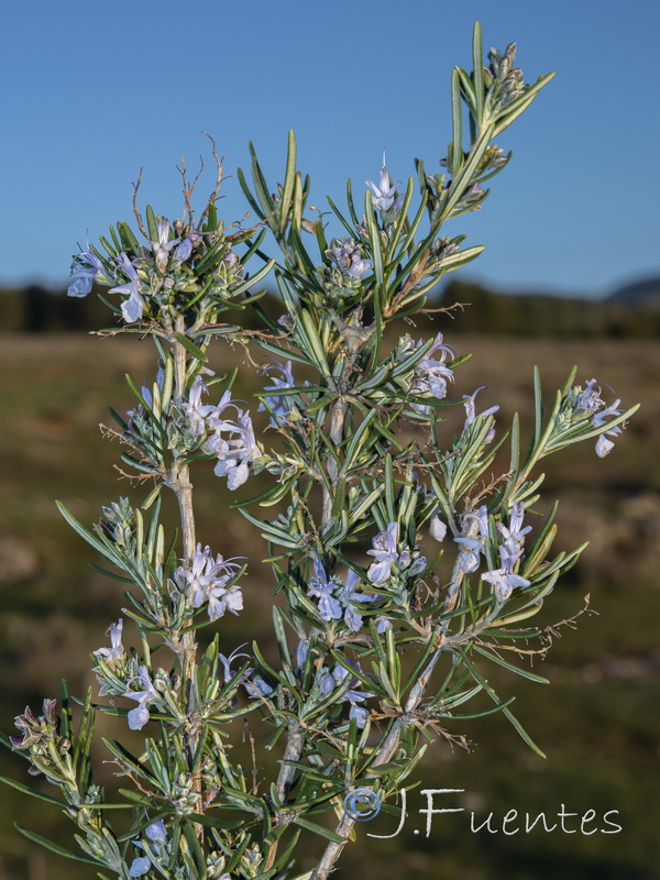 Rosmarinus officinalis officinalis.21