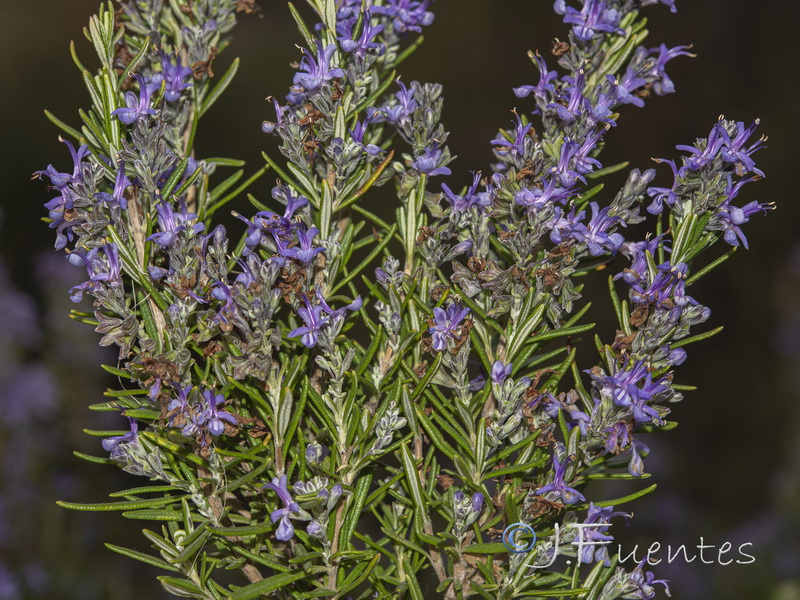 Rosmarinus officinalis officinalis.23