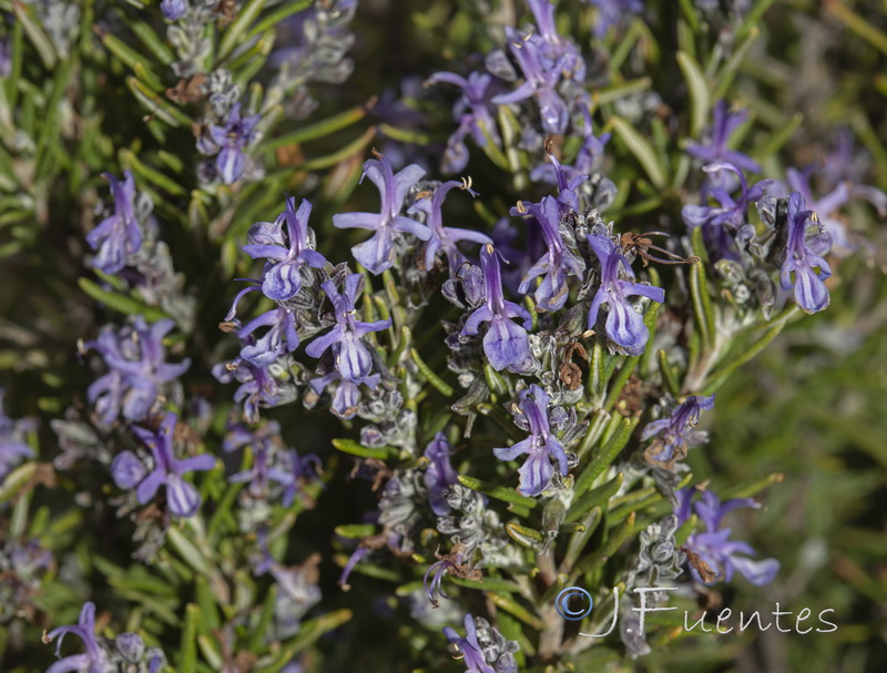 Rosmarinus officinalis officinalis.26