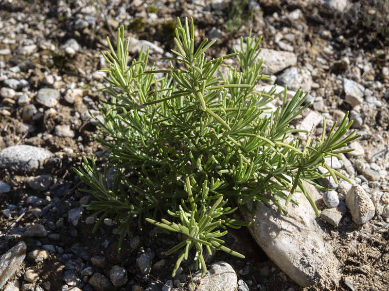 Rosmarinus officinalis officinalis.28