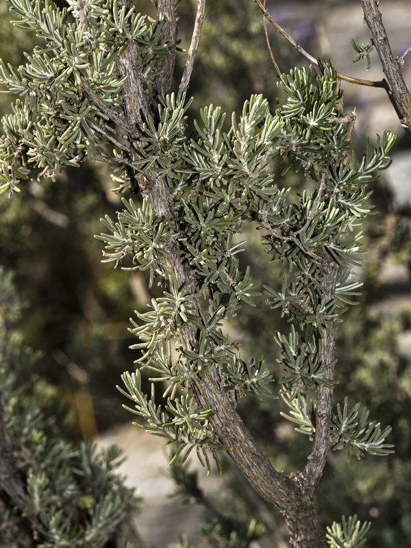 Rosmarinus officinalis x R tomentosus.02