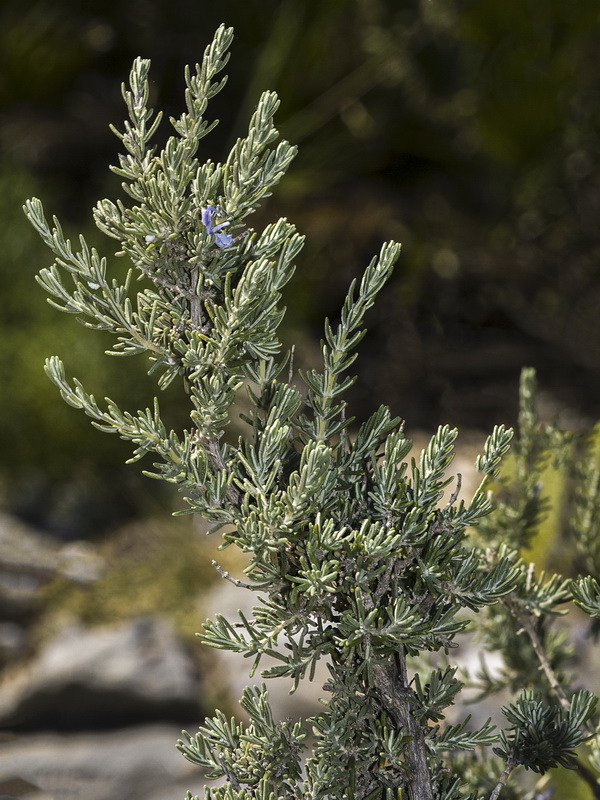 Rosmarinus officinalis x R tomentosus.03