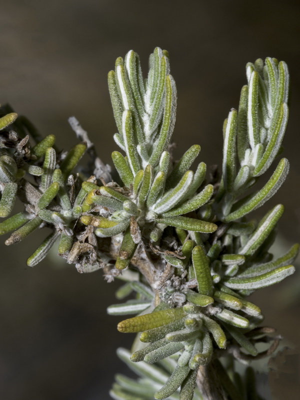 Rosmarinus officinalis x R tomentosus.06