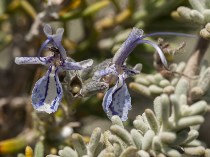 Rosmarinus officinalis x R tomentosus.09