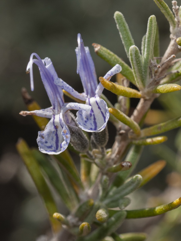 Rosmarinus officinalis x R tomentosus.10