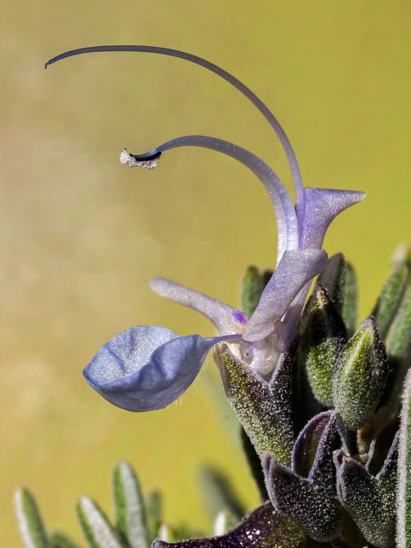 Rosmarinus officinalis x R tomentosus.11