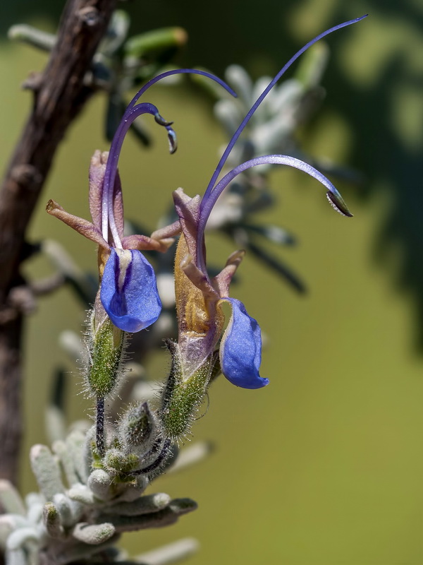 Rosmarinus tomentosus.14