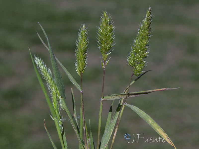 Rostraria cristata.06
