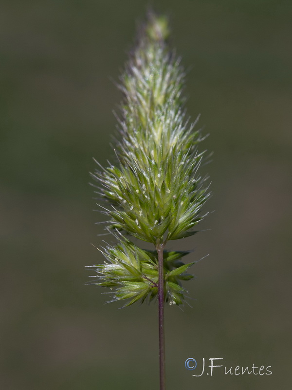 Rostraria cristata.10