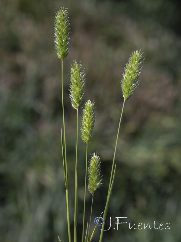 Rostraria pumila.01