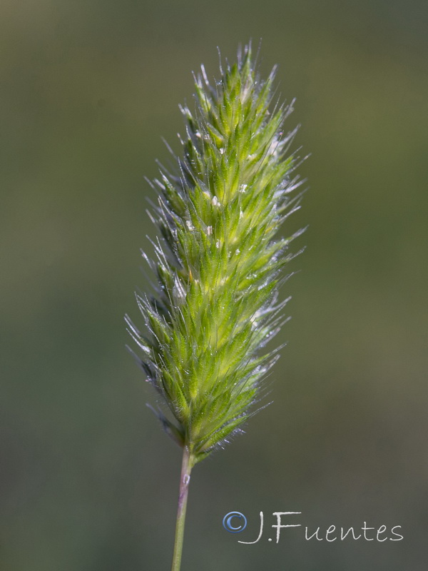Rostraria pumila.02