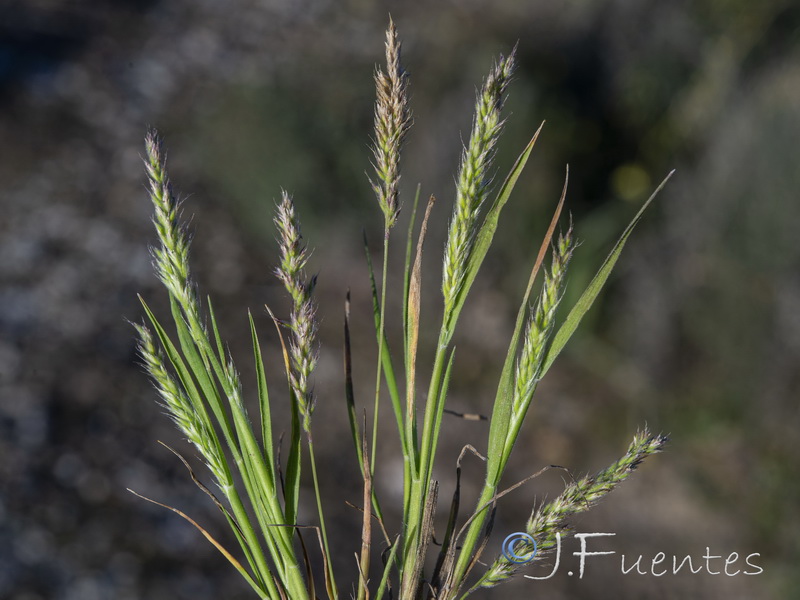 Rostraria pumila.03