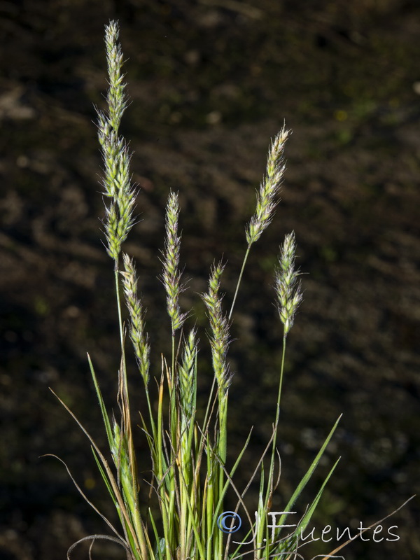 Rostraria pumila.04