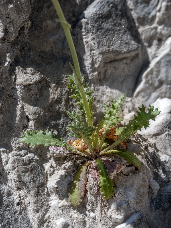 Rothmaleria granatensis.10