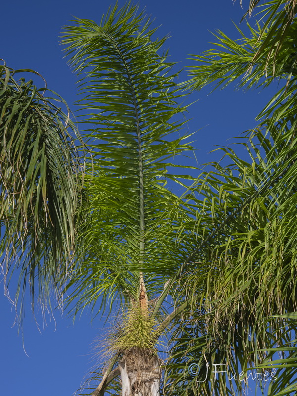 Roystonea regia.04