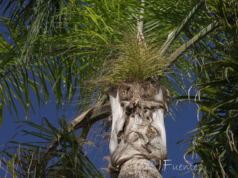 Roystonea regia.06