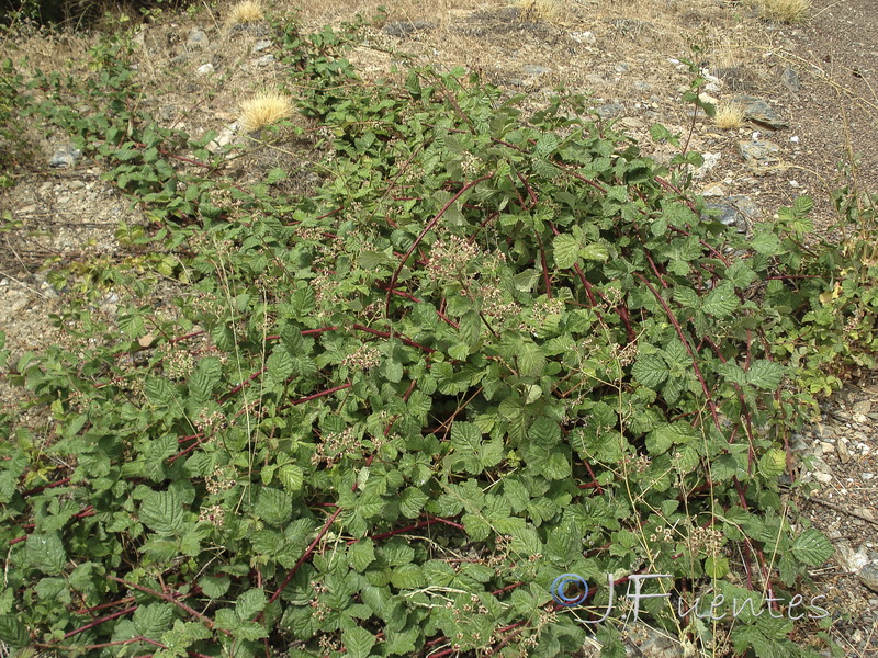Rubus caesius.01