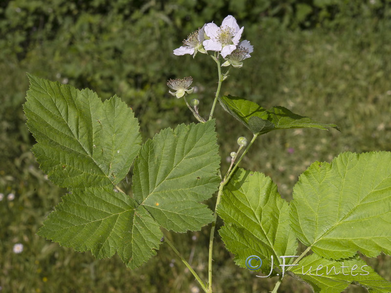 Rubus caesius.02