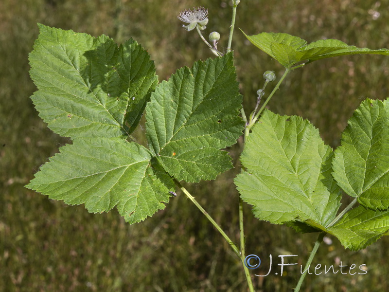 Rubus caesius.03