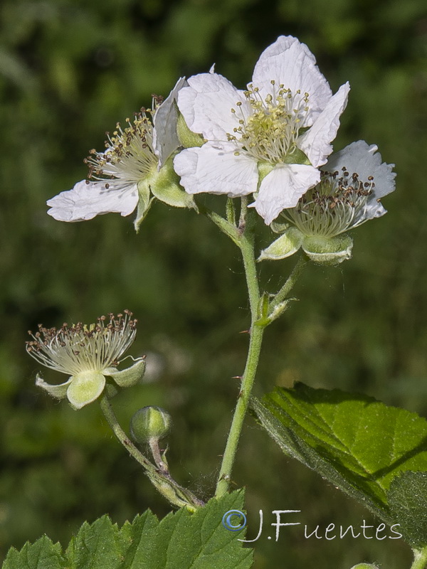 Rubus caesius.05