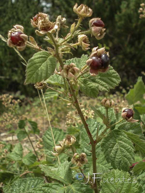 Rubus caesius.06